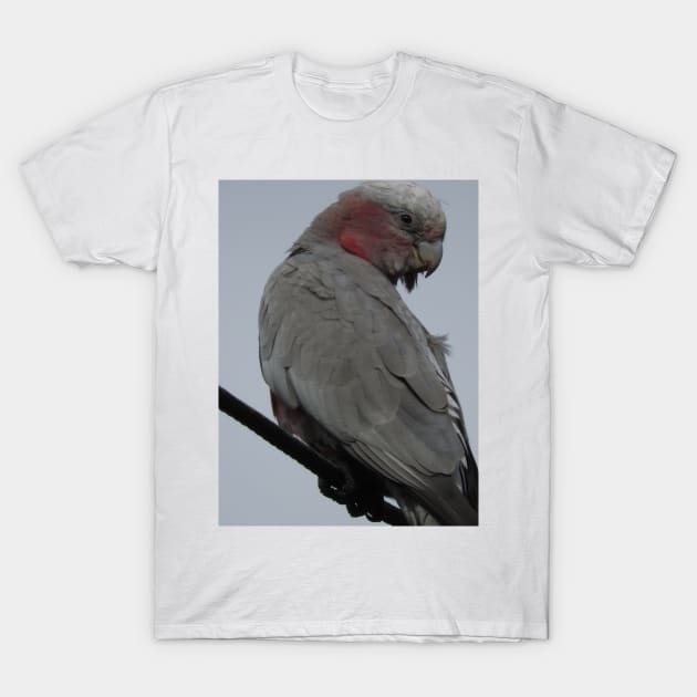 Galah T-Shirt by kirstybush